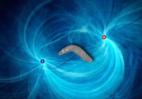Fruit fly larvae will reorient themselves toward the negative pole of an electric field